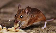24 Hour & Emergency Exterminators in Richmond, VA